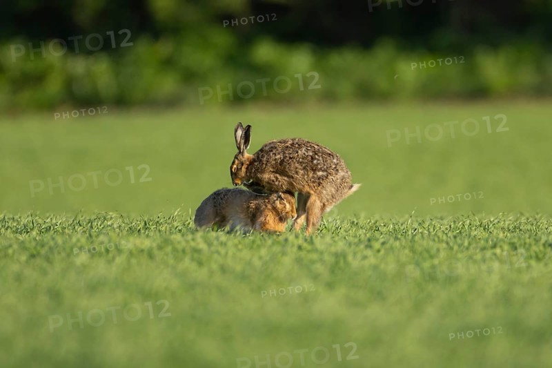 European brown hare (Lepus europaeus) two adult animals boxing or fighting in a farmland field in spring, England, United Kingdom