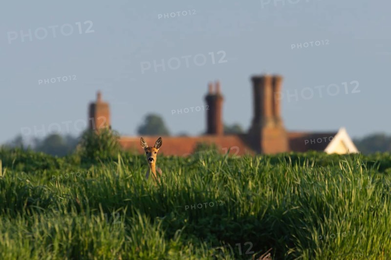 Roe deer (Capreolus capreolus) adult female doe animal in a farmland field with a house in the background in summer, England, United Kingdom