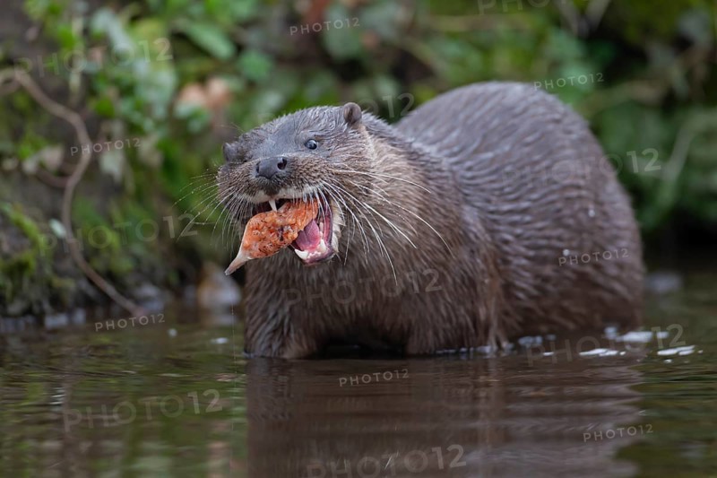Eurasian otter (Lutra lutra) adult animal eating a fish in a river, England, United Kingdom