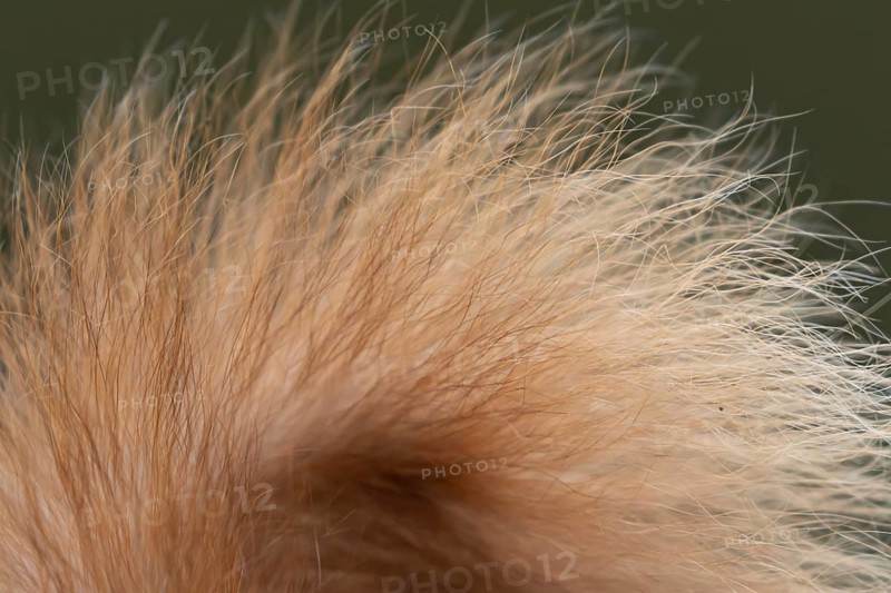 Red squirrel (Sciurus vulgaris) adult animal close up of its tail, England, United Kingdom