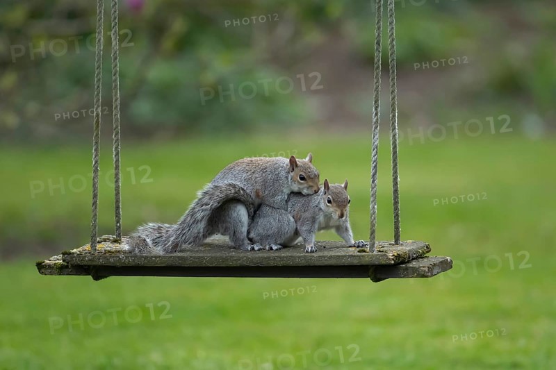 Grey squirrel (Sciurus carolinensis) two adult animals mating on a garden swing, England, United Kingdom
