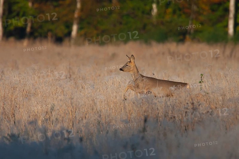 Roe deer (Capreolus capreolus) adult animal female doe running in frosted grassland, England, United Kingdom