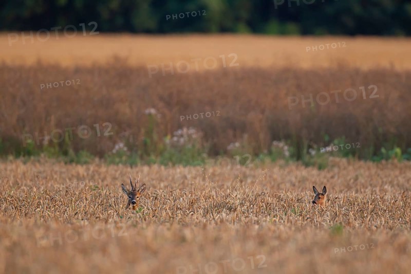 Roe deer (Capreolus capreolus) adult male buck and female doe in a summer wheat field, England, United Kingdom
