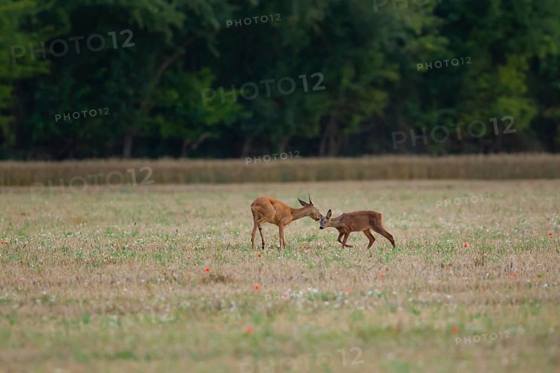 Roe deer (Capreolus capreolus) adult female doe and juvenile baby fawn in a farmland stubble field in summer, England, United Kingdom