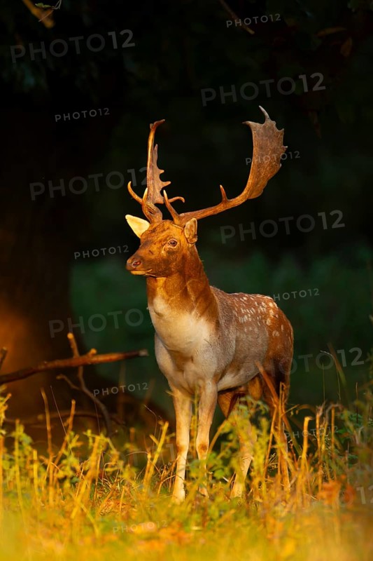 Fallow deer (Dama dama) adult male buck on the edge of a woodland, England, United Kingdom