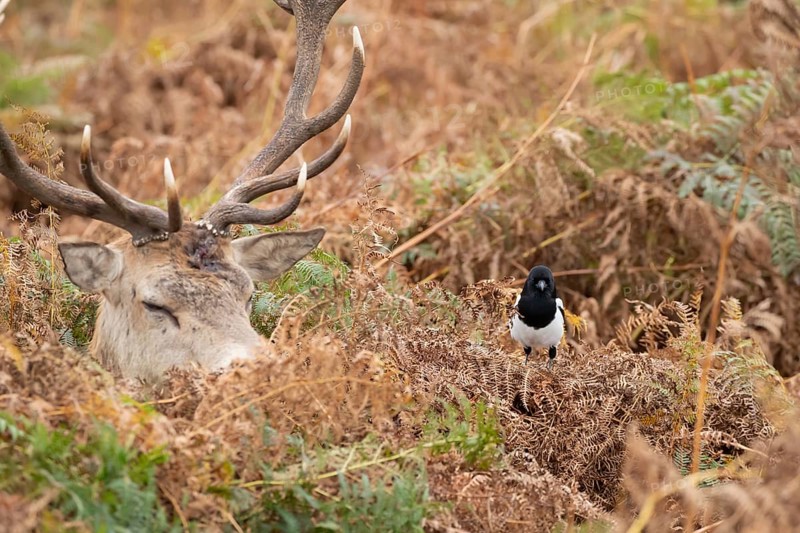 Red deer (Cervus elaphus) adult animal female sleeping amongst bracken with a Magpie (Pica pica) bird close by in the autumn, England, United Kingdom