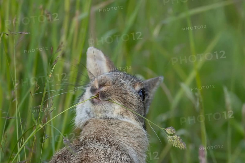 European rabbit (Oryctolagus cuniculus) adult animal feeding on a blade of grass in grassland, England, United Kingdom