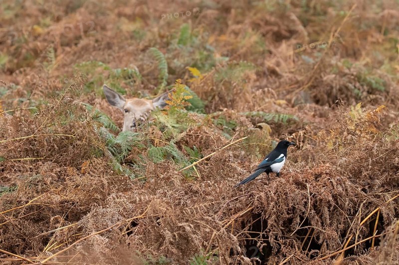 Red deer (Cervus elaphus) adult animal female amongst bracken with a Magpie (Pica pica) bird close by in the autumn, England, United Kingdom