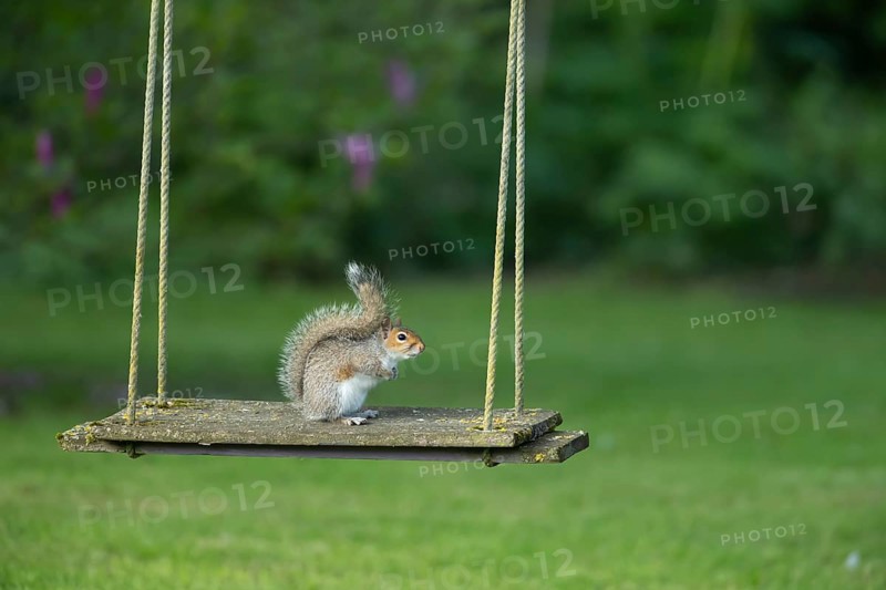 Grey squirrel (Sciurus carolinensis) adult animal on a garden swing, England, United Kingdom