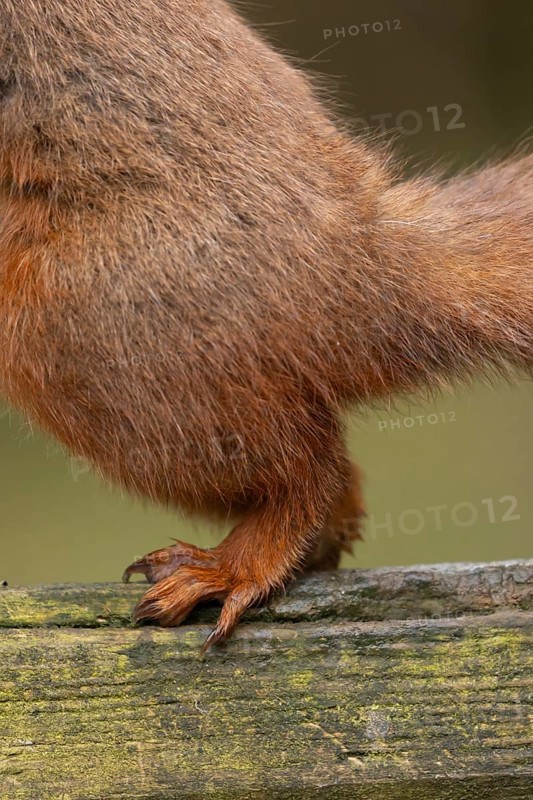 Red squirrel (Sciurus vulgaris) adult animal close up of its feet on a fence, England, United Kingdom