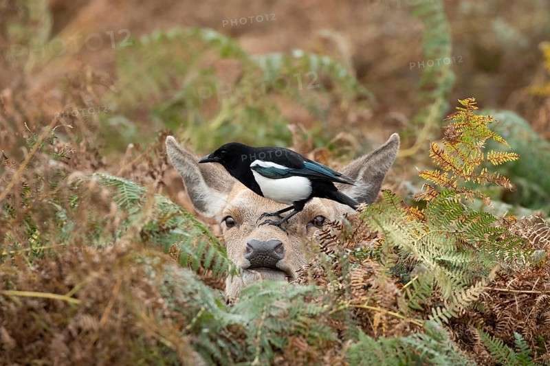 Red deer (Cervus elaphus) adult animal female amongst bracken with a Magpie (Pica pica) bird on its head in the autumn, England, United Kingdom