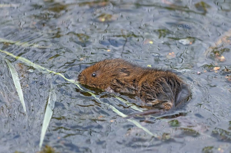 Water vole (Arvicola amphibius) adult animal collecting a reed leaf in a pond, England, United Kingdom