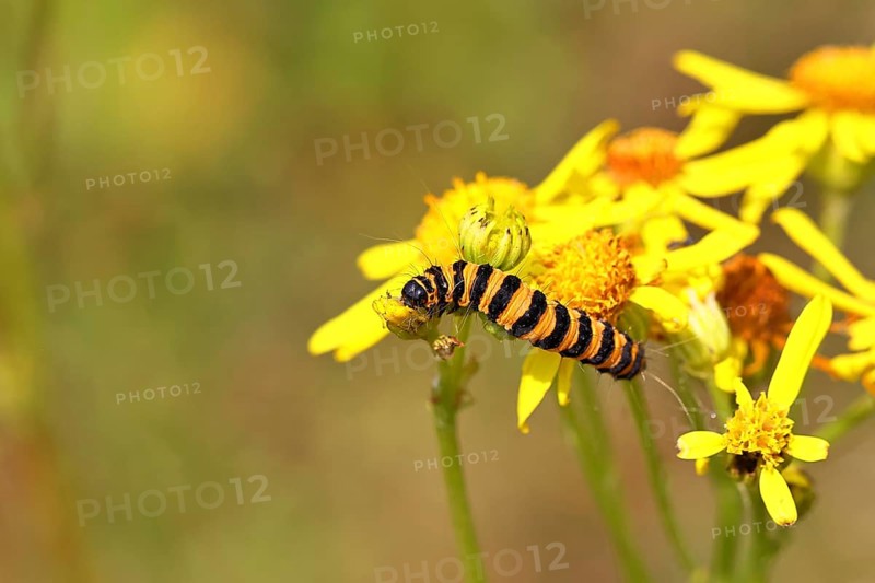 St. Jacob's weed bear or blood bear (Tyria jacobaeae), butterfly caterpillar, moth, family Arctiidae, caterpillar, feeds on St. Jacob's weed (Senecio jacobaea), Cochem, Moselle, Rhineland-Palatinate, Germany