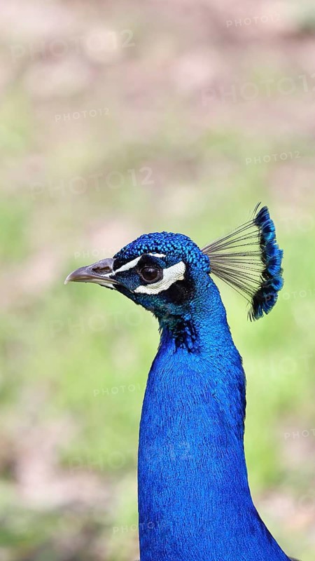Indian peafowl (Pavo scalloped ribbonfish), portrait, captive, North Rhine-Westphalia, Germany