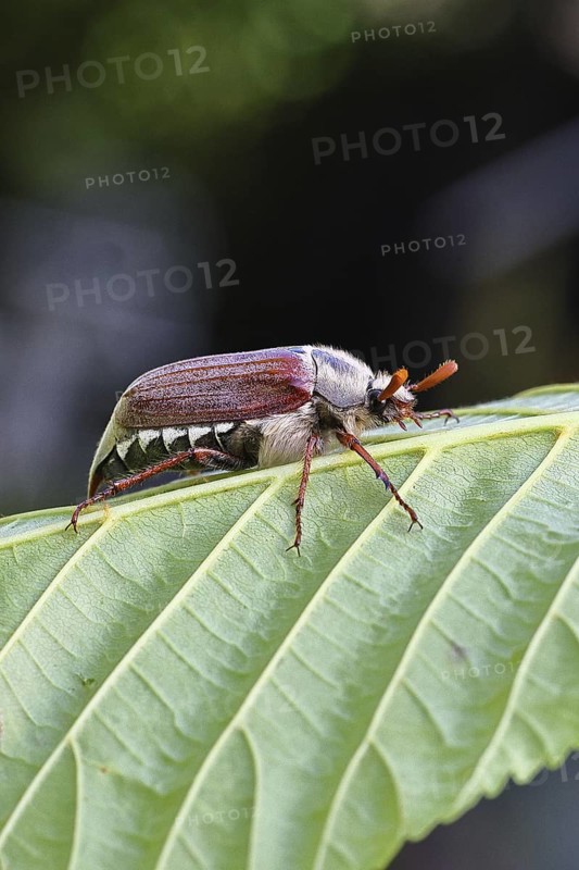 May beetle, wood cockchafer (Melolontha hippocastani), male, on leaf of a horse chestnut (Aesculus hippocastanum), close-up, Wilnsdorf, North Rhine-Westphalia, Germany