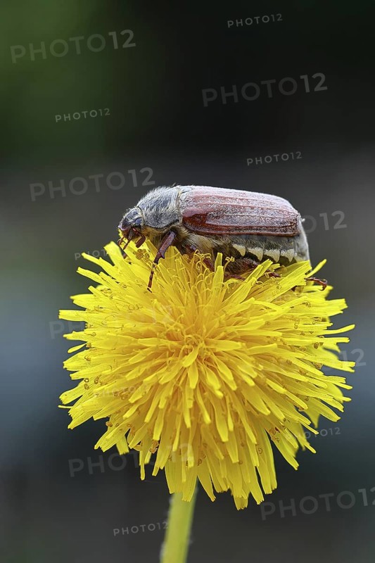 Cockchafer, field cockchafer (Melolontha melolontha), female on a dandelion (Taraxacum) flower, Wilnsdorf, North Rhine-Westphalia, Germany