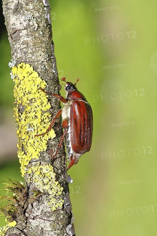 May beetle, wood cockchafer (Melolontha hippocastani), female, on a branch covered with lichen, close-up, Wilnsdorf, North Rhine-Westphalia, Germany