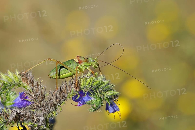 Steppe saddle grasshopper, steppe saddle grasshopper (Ephippiger ephippiger), male, on Viper's bugloss (Echium vulgare), with bokeh in the background, leafhoppers, long-fingered grasshoppers, Red List of Germany, specially protected species, critically endangered, Cochem, Moselle, Rhineland-Palatinate, Germany