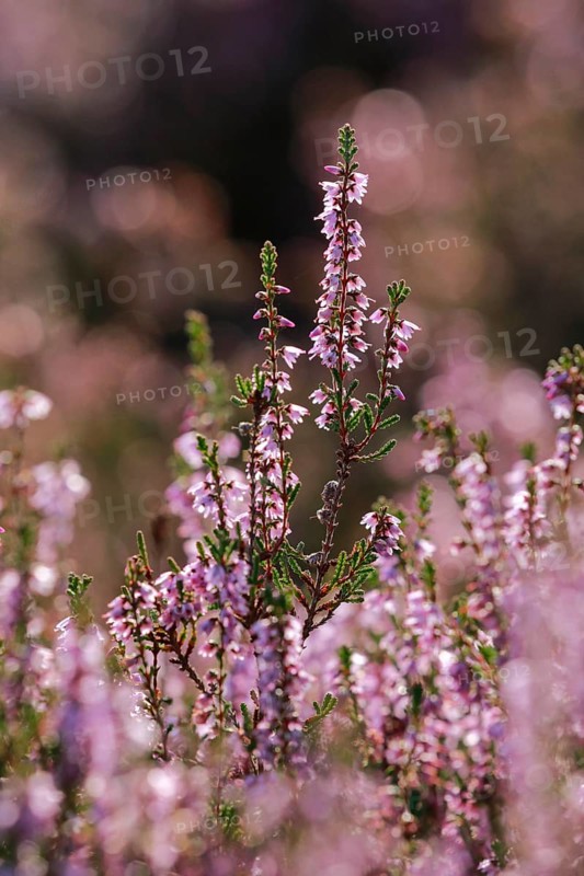 Close-up of flowering heather against the light in the LÃ¼neburg Heath, Lower Saxony, Germany