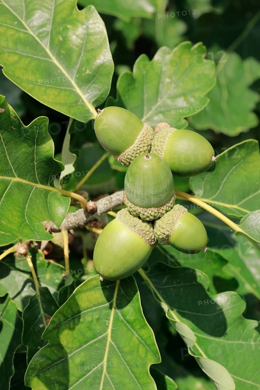 Close-up of green acorns and oak leaves in late summer, Lower Saxony, Germany