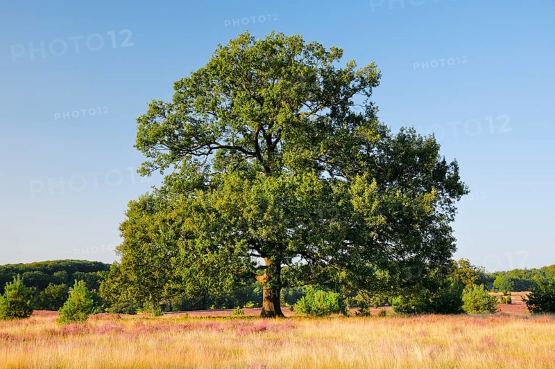 Large oak tree in the evening light in the blooming LÃ¼neburg Heath, Lower Saxony, Germany