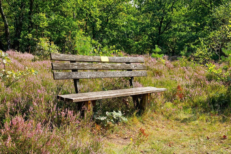 Bench in the LÃ¼neburg Heath, Lower Saxony, Germany