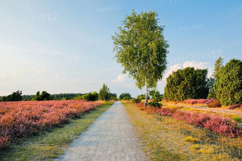 Tree-lined country lane in the middle of the blooming SÃ¼dheide, Lower Saxony, Germany