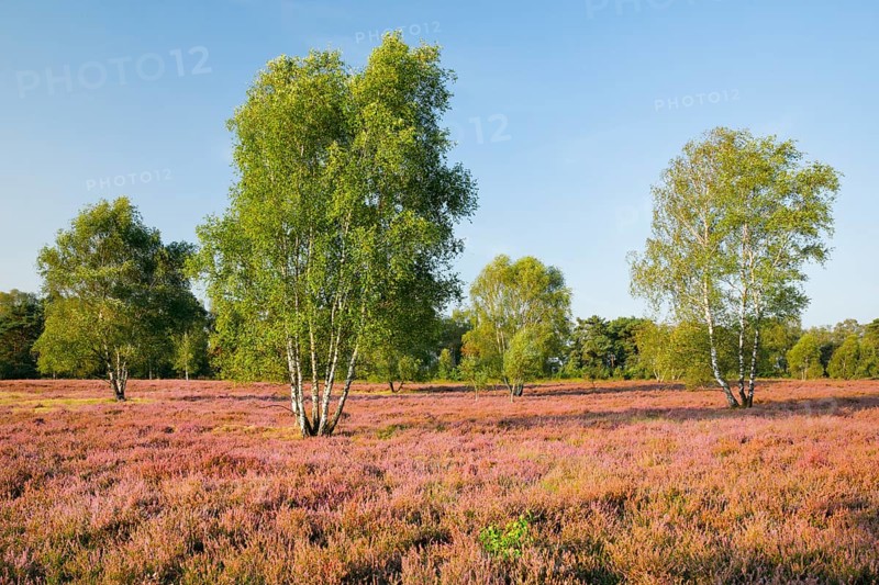 Birch trees in the blooming LÃ¼neburg Heath, Osterheide near Schneverdingen, Lower Saxony, Germany