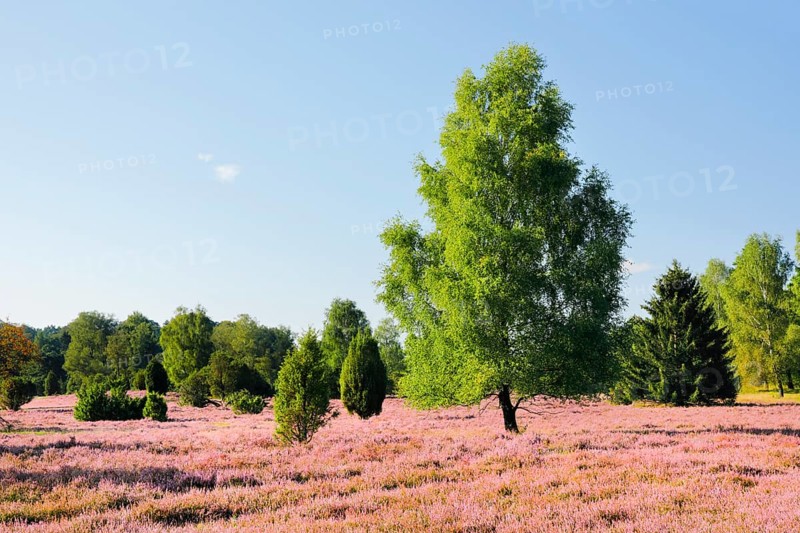 Birches and junipers in the blooming LÃ¼neburg Heath, Lower Saxony, Germany