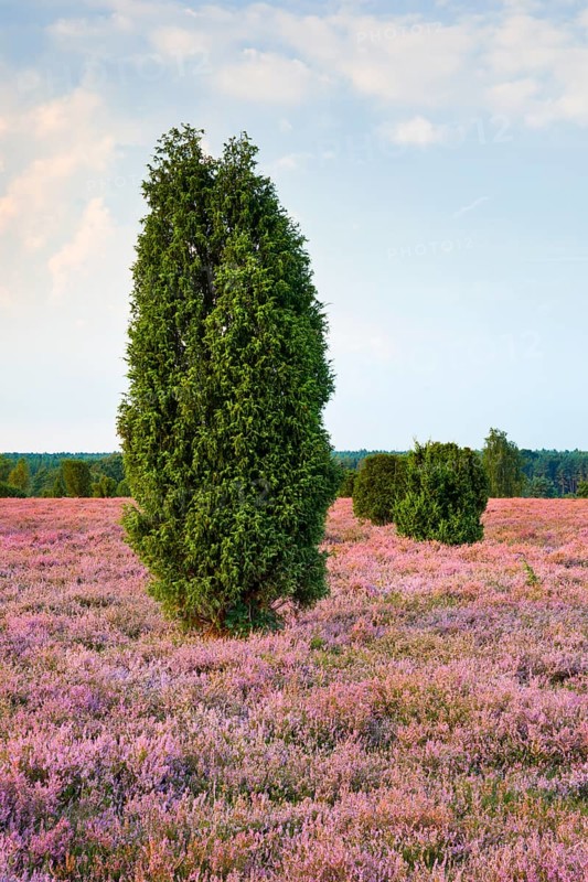 Juniper trees in the blooming southern heath near Schmarbeck, Lower Saxony, Germany