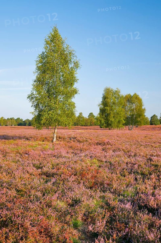 Birch trees in the blooming LÃ¼neburg Heath, Osterheide near Schneverdingen, Lower Saxony, Germany
