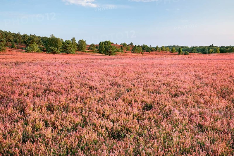 Trees and blooming heath at the foot of the Wilseder Berg, . LÃ¼neburg Heath nature park Park, Lower Saxony, Germany