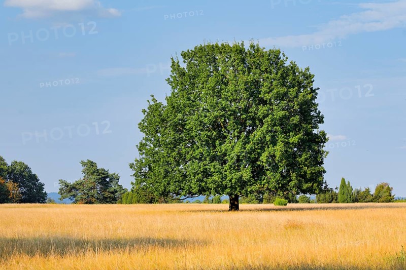 Large oak tree in the blooming LÃ¼neburg Heath, Lower Saxony, Germany