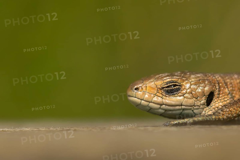 Common lizard (Zootoca vivipara) adult reptile sleeping on a wooden sleeper, England, United Kingdom