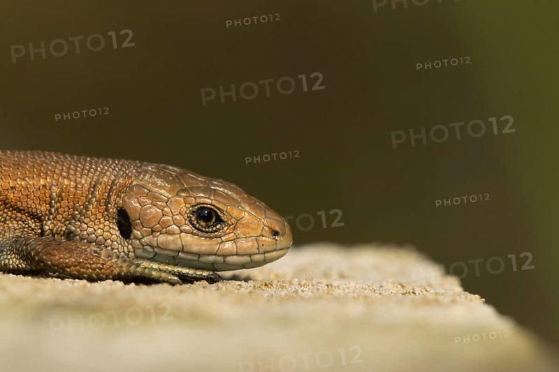 Common lizard (Zootoca vivipara) adult reptile resting on a wooden sleeper, England, United Kingdom