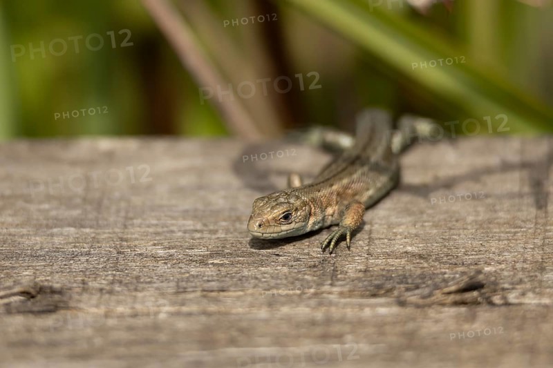 Common lizard (Zootoca vivipara) adult reptile on a wooden sleeper, England, United Kingdom