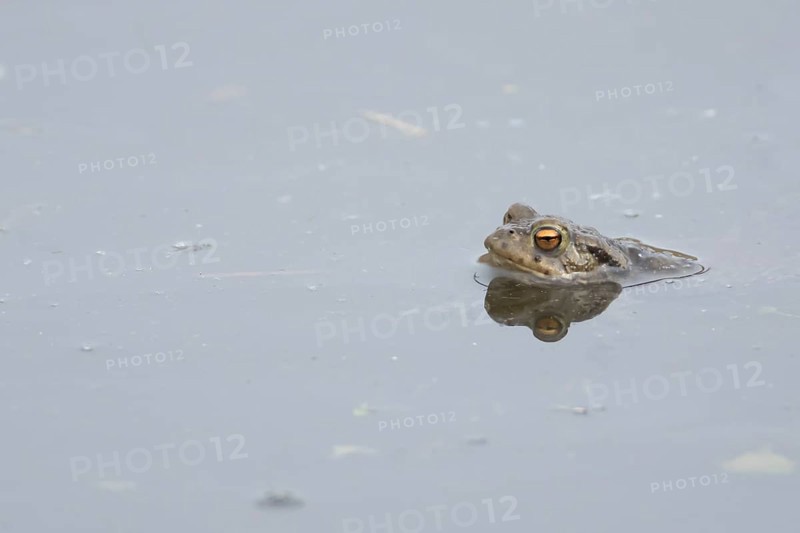 Common toad (Bufo bufo) adult amphibian in a pond, England, United Kingdom
