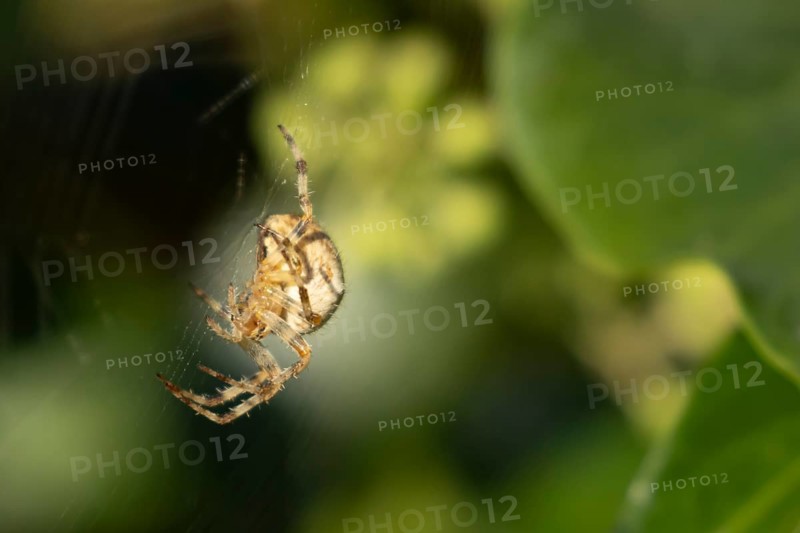European garden spider (Araneus diadematus) adult in its spiders web, England, United Kingdom