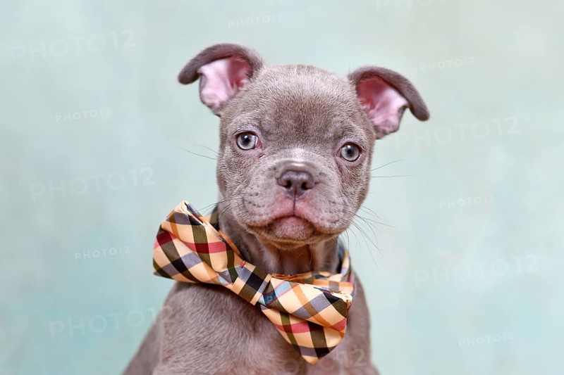 Portrait of healthy Chondrodysplasia free French Bulldog dog puppy with bow tie in front of studio background