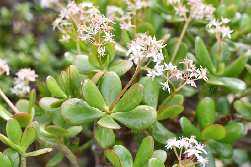 Close up of thick leaves of 'Crassula Ovata' Jade plant with white flowers