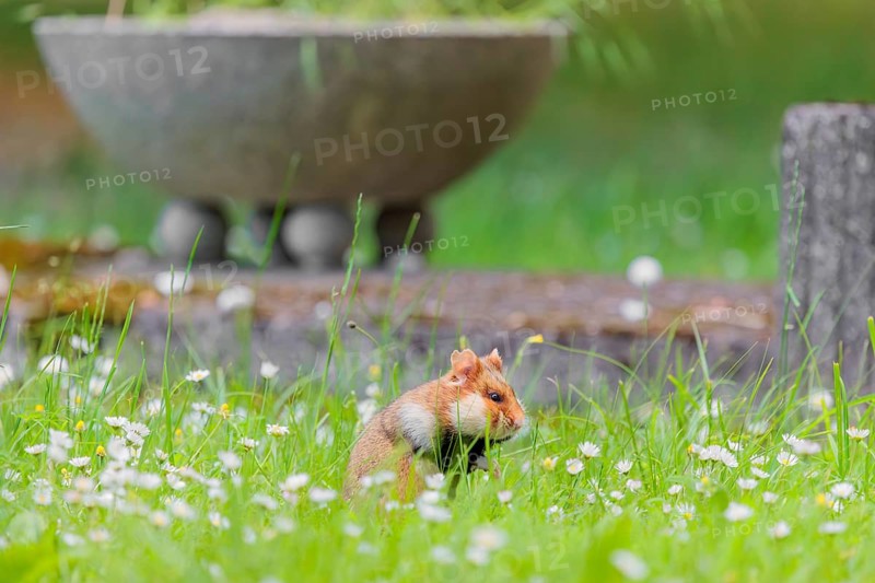 A European hamster (Cricetus cricetus) collects herbs, grass and daisies in a fresh green meadow. In the background you can see a grave