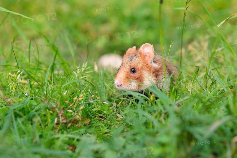 A European hamster (Cricetus cricetus) sits in a green meadow next to its burrow on a cloudy day