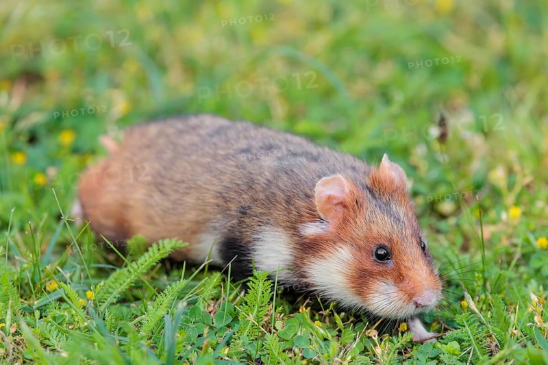 A European hamster (Cricetus cricetus) runs across a green meadow on a cloudy day