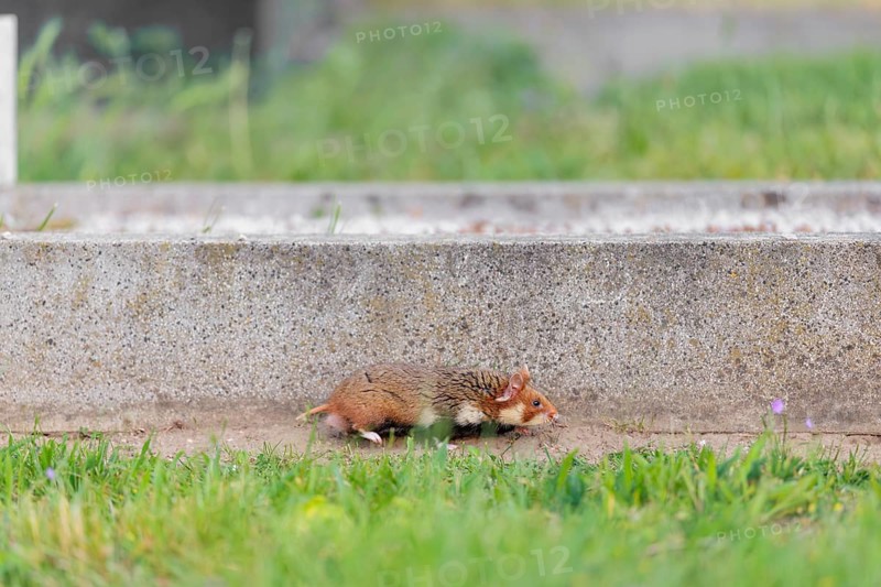 A European hamster (Cricetus cricetus) runs along a grave on a cloudy day