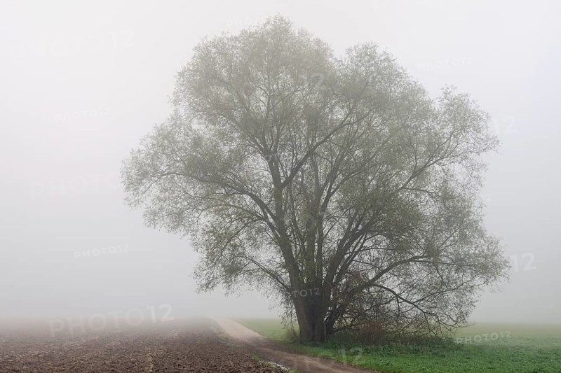 Foggy mood in November... old willow (Salix p.) in wet and cold autumn, field copse in hazy cloudy wet and cold November weather, typical November Meerbusch, North Rhine-Westphalia, Germany, Western Europe