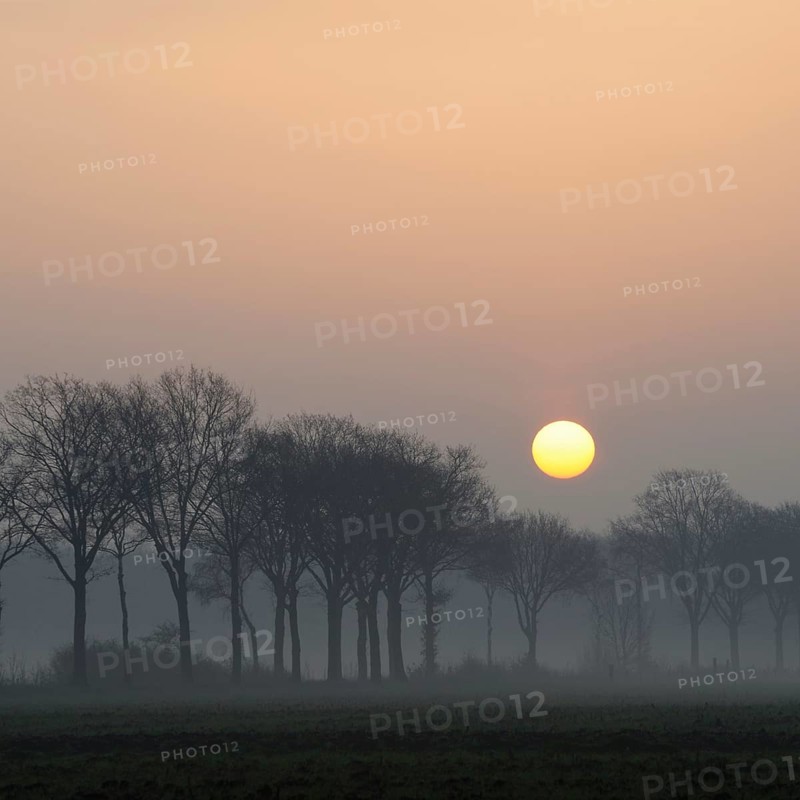 Morning atmosphere... Idyll on the Lower Rhine early in the morning, sunrise over an avenue of trees, sun displaces early fog, beginning of a beautiful day in early spring, local nature, Lower Rhine, Rhineland, North Rhine-Westphalia, Germany, Western Europe