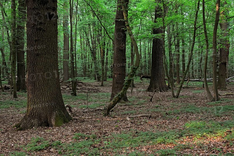 Spring forest... Natural forest, natural mixed oak-beech forest, pure, original deciduous forest, natural forest cell in spring, shortly after the leaves have fallen, treetops, native nature, Lower Rhine, Rhineland, North Rhine-Westphalia, Germany, Western Europe