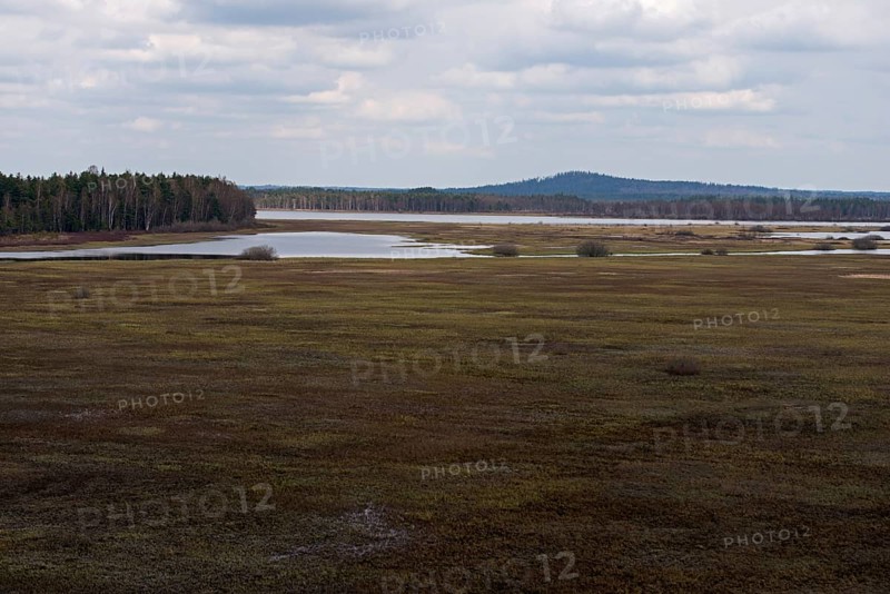 View over the fescue grasslands of Stora Gungflyet... Store Mosse (well-known national park in Sweden), vast raised bog, habitat for many rare species, efficient CO2 reservoir, native nature, Stora Gungflyet, Storre Mosse National Park, southern Sweden, Sweden, Scandinavia, northern Europe