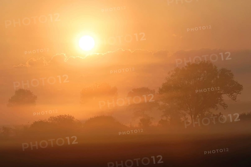 Intensely bright sunrise over an open cultivated landscape dominated by wet meadows, fields, bushes and scattered trees, full of beauty and atmosphere, reward for early risers, local nature, Burgenland, Austria, Western Europe