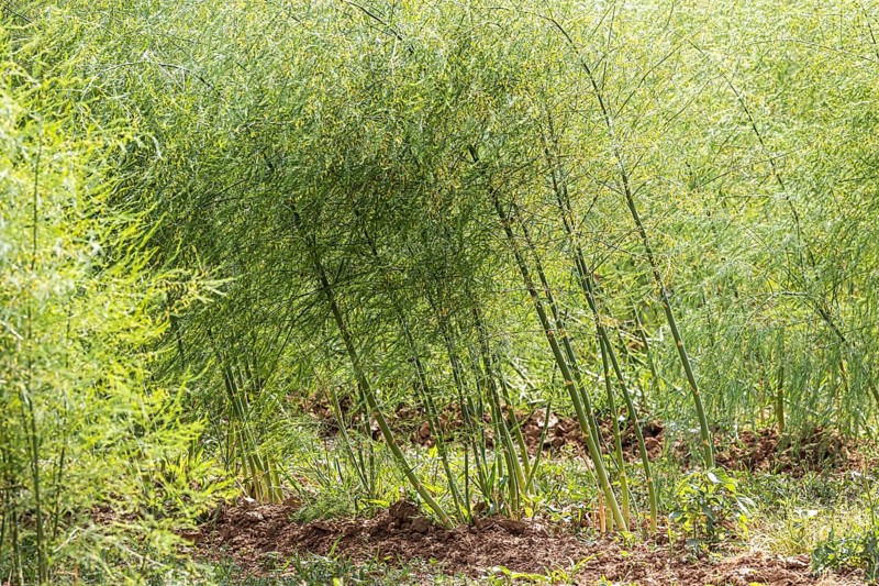Common asparagus (Asparagus officinalis) in a field in the Heilbronn district in summer. Talheim, Baden-WÃ¼rttemberg, Germany